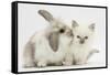 Young Windmill-Eared Rabbit and Matching Kitten-Mark Taylor-Framed Stretched Canvas