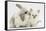 Young Windmill-Eared Rabbit and Matching Kitten-Mark Taylor-Framed Stretched Canvas