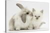 Young Windmill-Eared Rabbit and Matching Kitten-Mark Taylor-Stretched Canvas