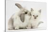 Young Windmill-Eared Rabbit and Matching Kitten-Mark Taylor-Stretched Canvas