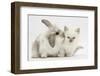 Young Windmill-Eared Rabbit and Matching Kitten-Mark Taylor-Framed Photographic Print