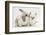 Young Windmill-Eared Rabbit and Matching Kitten-Mark Taylor-Framed Photographic Print