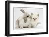 Young Windmill-Eared Rabbit and Matching Kitten-Mark Taylor-Framed Photographic Print