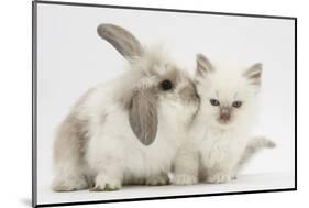 Young Windmill-Eared Rabbit and Matching Kitten-Mark Taylor-Mounted Photographic Print