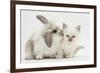 Young Windmill-Eared Rabbit and Matching Kitten-Mark Taylor-Framed Photographic Print