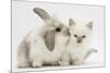 Young Windmill-Eared Rabbit and Matching Kitten-Mark Taylor-Mounted Photographic Print