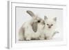 Young Windmill-Eared Rabbit and Matching Kitten-Mark Taylor-Framed Photographic Print