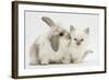 Young Windmill-Eared Rabbit and Matching Kitten-Mark Taylor-Framed Photographic Print