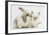 Young Windmill-Eared Rabbit and Matching Kitten-Mark Taylor-Framed Photographic Print