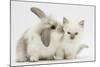 Young Windmill-Eared Rabbit and Matching Kitten-Mark Taylor-Mounted Photographic Print