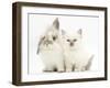 Young Windmill-Eared Rabbit and Matching Kitten-Mark Taylor-Framed Photographic Print