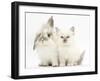 Young Windmill-Eared Rabbit and Matching Kitten-Mark Taylor-Framed Photographic Print