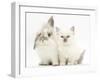 Young Windmill-Eared Rabbit and Matching Kitten-Mark Taylor-Framed Photographic Print