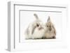 Young Windmill-Eared Rabbits-Mark Taylor-Framed Photographic Print