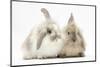 Young Windmill-Eared Rabbits-Mark Taylor-Mounted Photographic Print