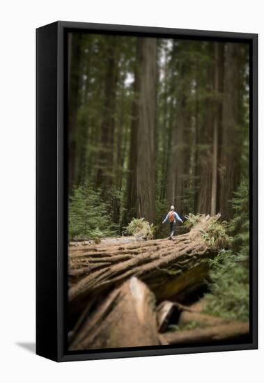 Young Woman Hiking in Humboldt Redwoods State Park, California-Justin Bailie-Framed Stretched Canvas