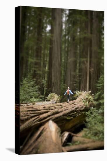 Young Woman Hiking in Humboldt Redwoods State Park, California-Justin Bailie-Stretched Canvas