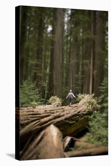 Young Woman Hiking in Humboldt Redwoods State Park, California-Justin Bailie-Stretched Canvas