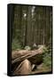 Young Woman Hiking in Humboldt Redwoods State Park, California-Justin Bailie-Framed Stretched Canvas