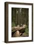Young Woman Hiking in Humboldt Redwoods State Park, California-Justin Bailie-Framed Photographic Print