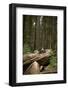 Young Woman Hiking in Humboldt Redwoods State Park, California-Justin Bailie-Framed Photographic Print