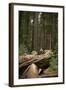 Young Woman Hiking in Humboldt Redwoods State Park, California-Justin Bailie-Framed Photographic Print