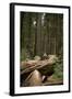 Young Woman Hiking in Humboldt Redwoods State Park, California-Justin Bailie-Framed Photographic Print