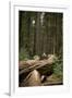 Young Woman Hiking in Humboldt Redwoods State Park, California-Justin Bailie-Framed Photographic Print