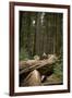 Young Woman Hiking in Humboldt Redwoods State Park, California-Justin Bailie-Framed Photographic Print