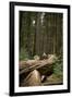 Young Woman Hiking in Humboldt Redwoods State Park, California-Justin Bailie-Framed Photographic Print