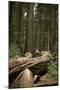 Young Woman Hiking in Humboldt Redwoods State Park, California-Justin Bailie-Mounted Photographic Print