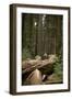 Young Woman Hiking in Humboldt Redwoods State Park, California-Justin Bailie-Framed Photographic Print