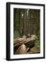 Young Woman Hiking in Humboldt Redwoods State Park, California-Justin Bailie-Framed Photographic Print