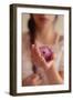 Young Woman Holding a Small Pink Flower-Carolina Hernandez-Framed Photographic Print