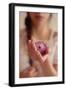 Young Woman Holding a Small Pink Flower-Carolina Hernandez-Framed Photographic Print