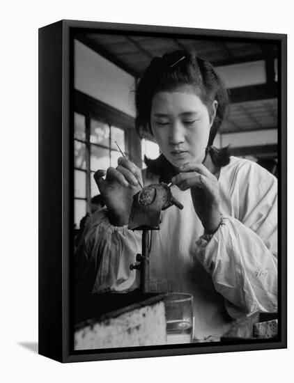 Young Woman Inserting Mother-Of-Pearl Bead into Live Oyster at Pearl Factory-Alfred Eisenstaedt-Framed Stretched Canvas