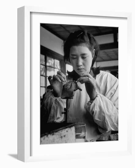 Young Woman Inserting Mother-Of-Pearl Bead into Live Oyster at Pearl Factory-Alfred Eisenstaedt-Framed Photographic Print