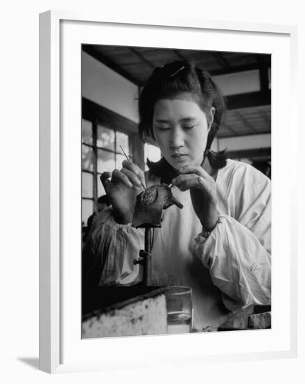 Young Woman Inserting Mother-Of-Pearl Bead into Live Oyster at Pearl Factory-Alfred Eisenstaedt-Framed Photographic Print