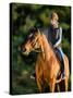 Young Woman Riding a Horse, Horse Riding Back.-Alexia Khruscheva-Stretched Canvas