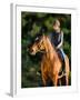 Young Woman Riding a Horse, Horse Riding Back.-Alexia Khruscheva-Framed Photographic Print