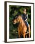 Young Woman Riding a Horse, Horse Riding Back.-Alexia Khruscheva-Framed Photographic Print