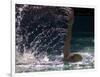 Young Woman Swimming the Backstroke in a Swimming Pool, Bainbridge Island, Washington, USA-null-Framed Photographic Print