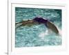 Young Woman Swimming the Backstroke in a Swimming Pool, Bainbridge Island, Washington, USA-null-Framed Photographic Print