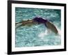 Young Woman Swimming the Backstroke in a Swimming Pool, Bainbridge Island, Washington, USA-null-Framed Photographic Print