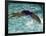 Young Woman Swimming the Backstroke in a Swimming Pool, Bainbridge Island, Washington, USA-null-Framed Photographic Print