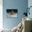 Young Woman Swimming the Butterfly Stroke in a Swimming Pool, Bainbridge Island, Washington, USA-null-Photographic Print displayed on a wall