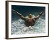 Young Woman Swimming the Butterfly Stroke in a Swimming Pool, Bainbridge Island, Washington, USA-null-Framed Photographic Print