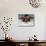 Young Woman Swimming the Butterfly Stroke in a Swimming Pool, Bainbridge Island, Washington, USA-null-Stretched Canvas displayed on a wall