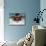 Young Woman Swimming the Butterfly Stroke in a Swimming Pool, Bainbridge Island, Washington, USA-null-Mounted Photographic Print displayed on a wall