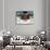 Young Woman Swimming the Butterfly Stroke in a Swimming Pool, Bainbridge Island, Washington, USA-null-Photographic Print displayed on a wall